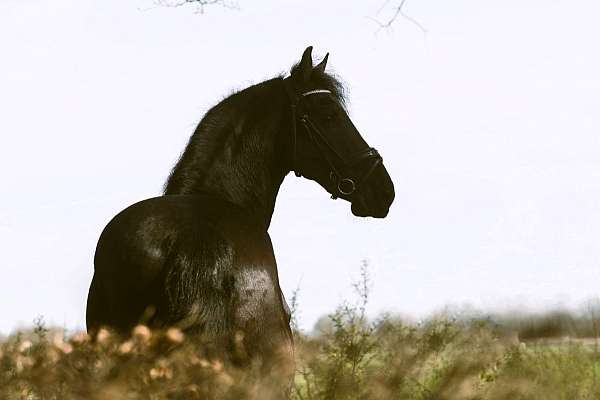 friesian-colt-horse