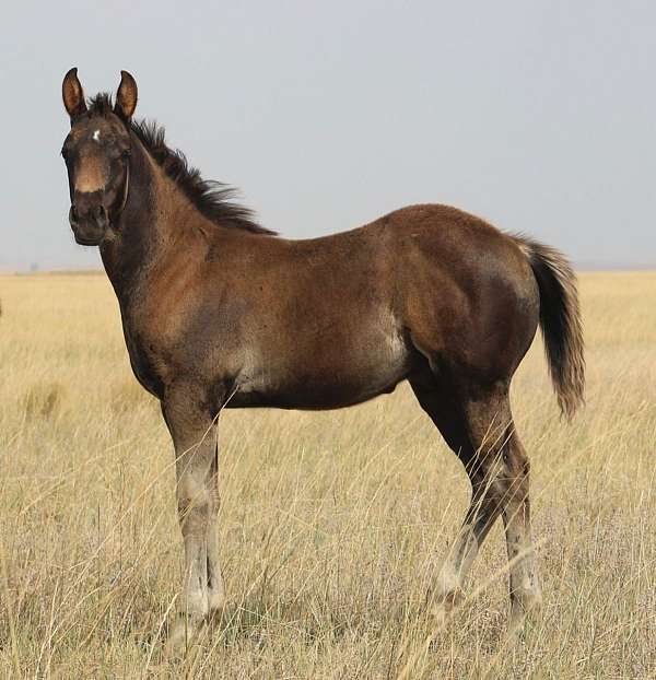 athletic-quarter-horse