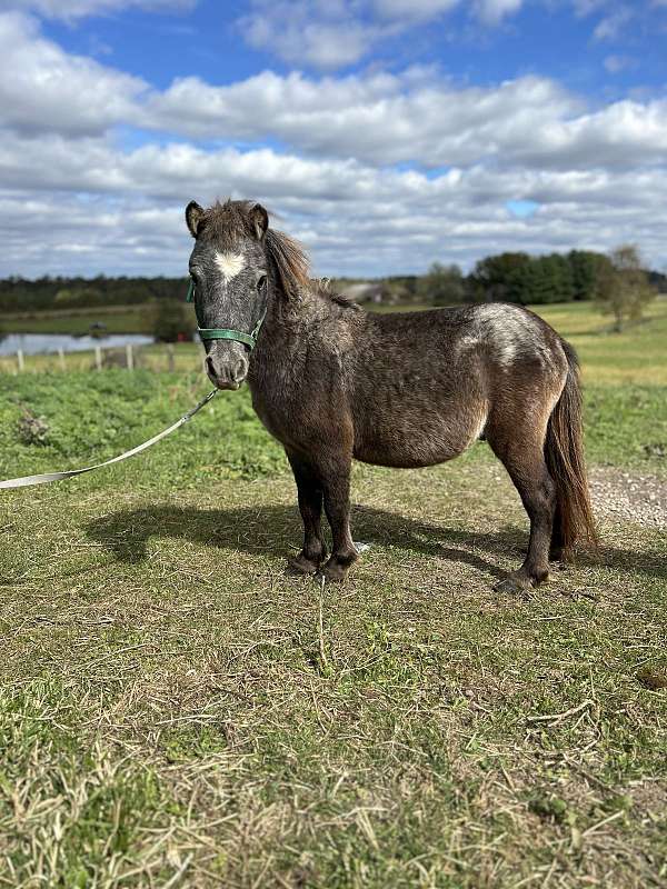 palomino-pinto-appaloosa-stallion