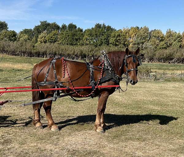 driving-team-driving-saddlebred-horse