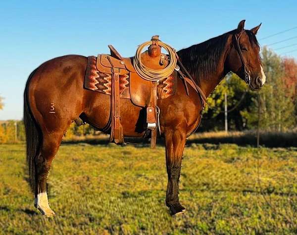 all-around-quarter-horse