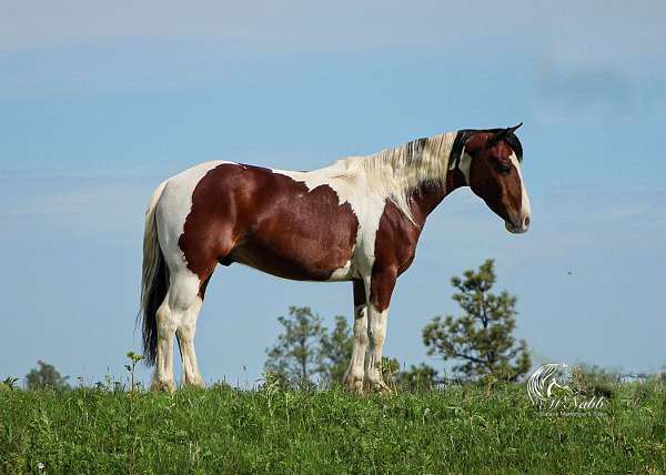 all-around-quarter-horse