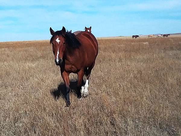 bay-star-strip-snip-hind-sock-horse