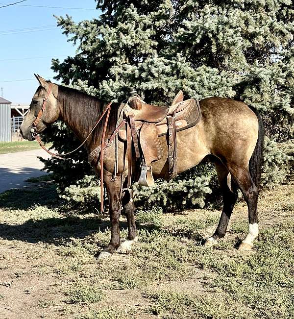 all-around-quarter-horse