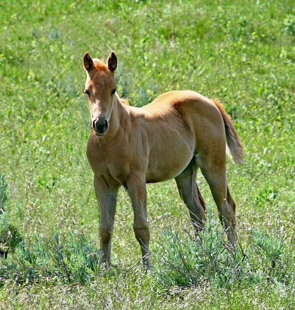 athletic-quarter-horse