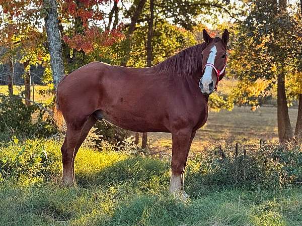 19-hand-belgian-pony