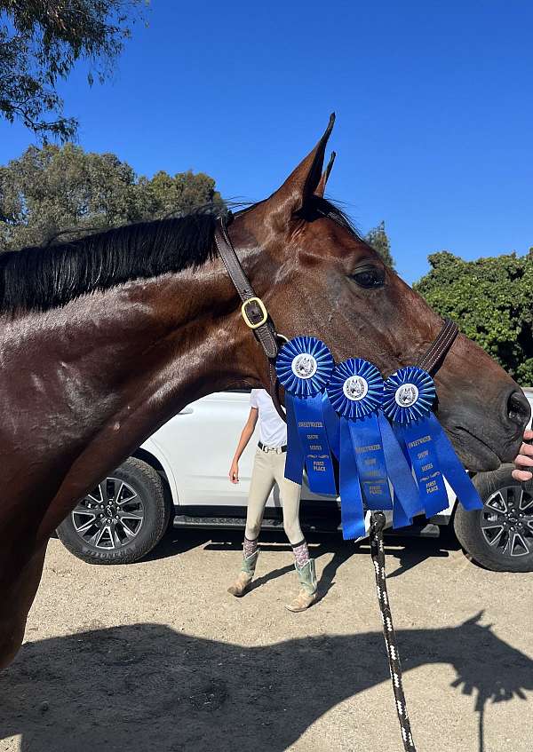 great-temperament-warmblood-horse