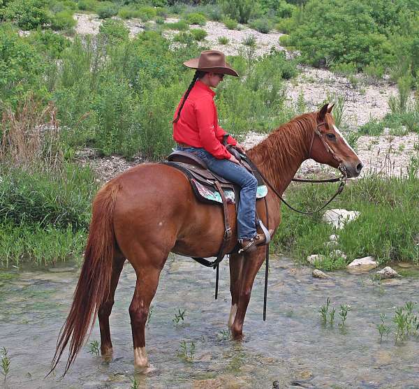 sorrel-western-dressage-pony