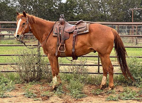 all-around-quarter-pony