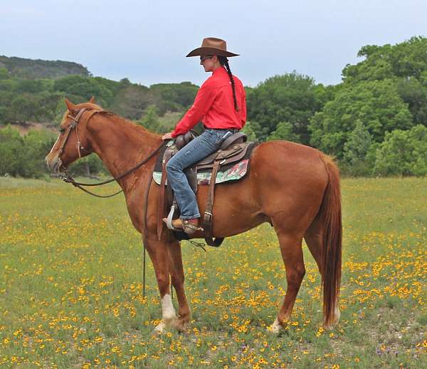 penning-quarter-pony