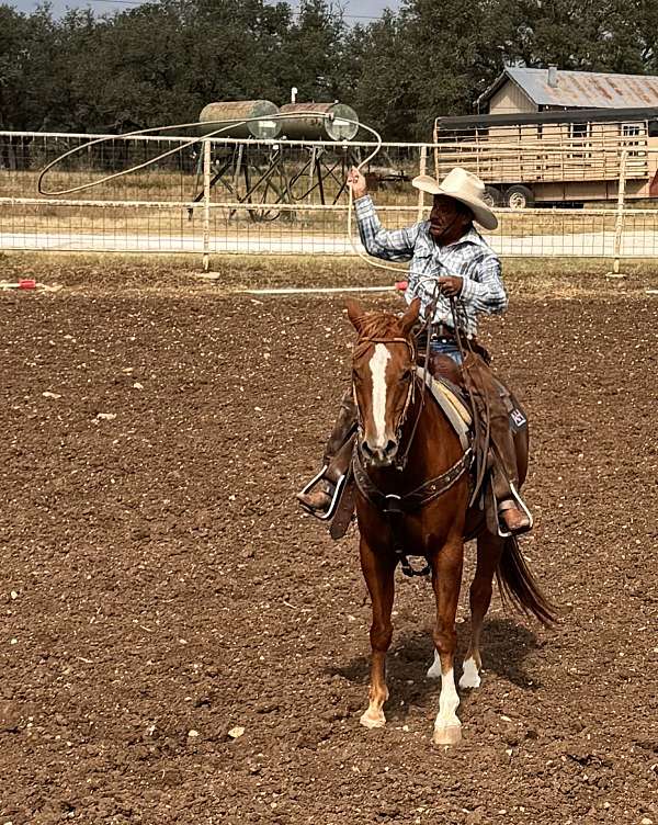 ranch-quarter-pony