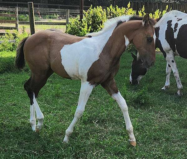 dun-tobiano-hypp-nn-stallion-horse