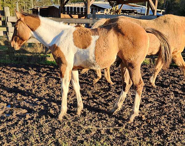 dun-tobiano-hypp-nn-stallion-horse