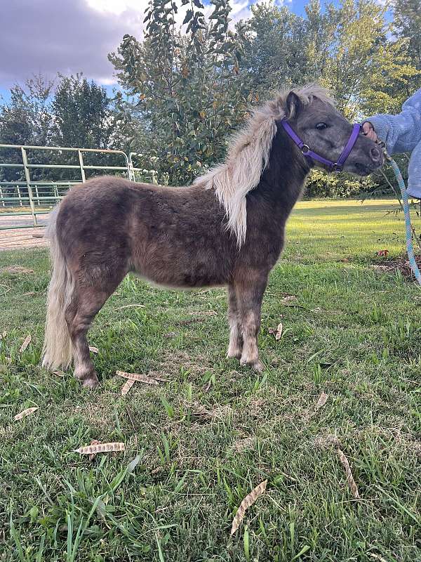 black-miniature-pony-colt-yearling