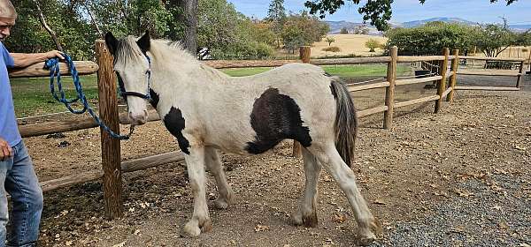 gypsy-vanner-filly