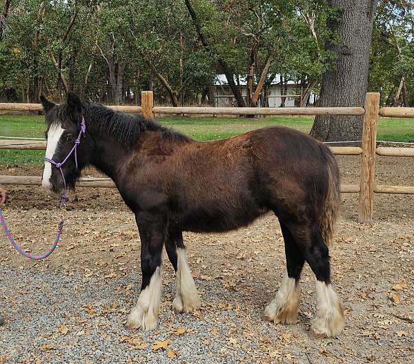 gypsy-vanner-filly