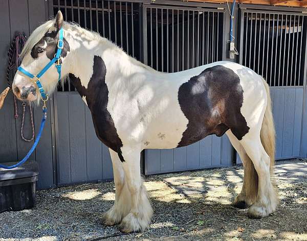 all-around-blue-eyed-horse