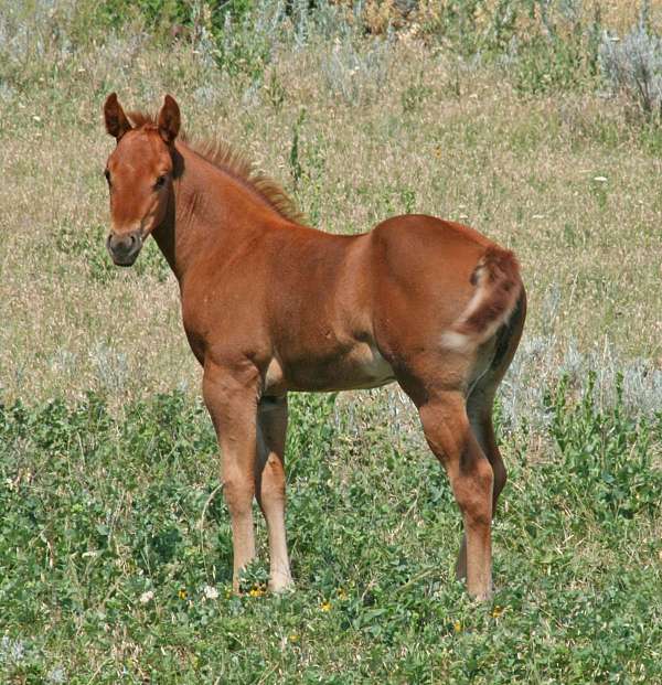 athletic-quarter-horse