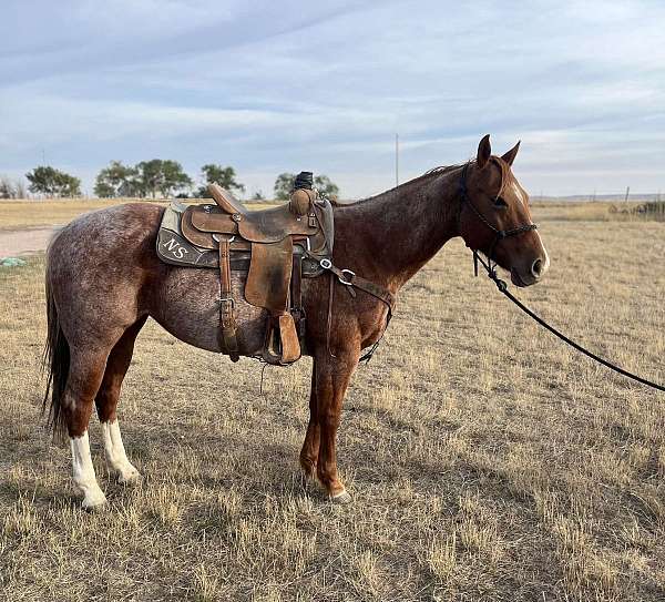 all-around-quarter-horse