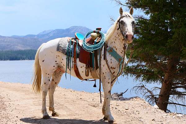 white-calf-roping-horse