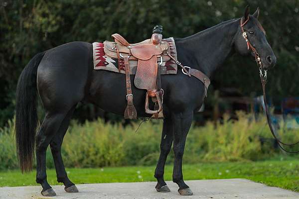 all-around-quarter-horse