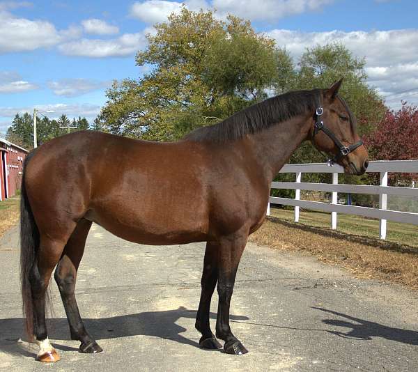 right-hind-pastern-horse