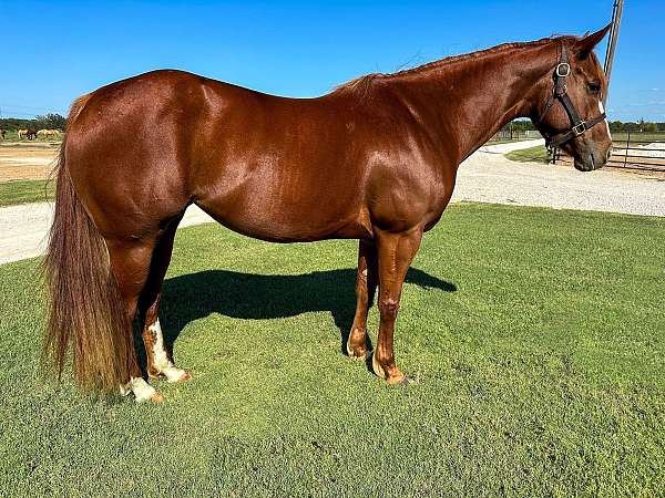 breeding-quarter-horse