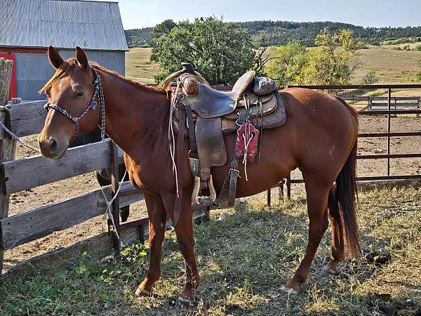 all-around-quarter-horse