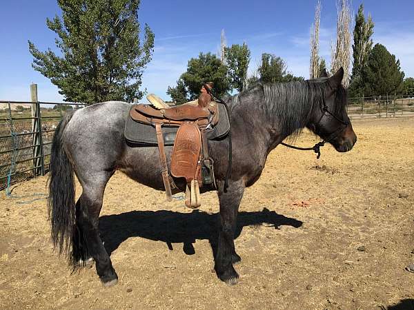 all-around-gypsy-vanner-horse