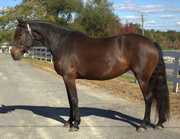 and-for-the-farrier-warmblood-horse