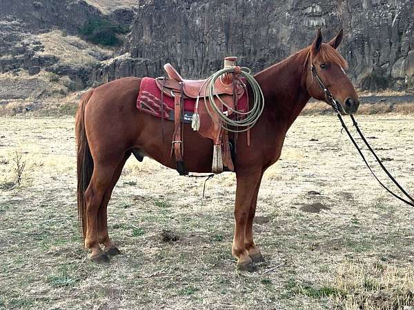 all-around-draft-horse