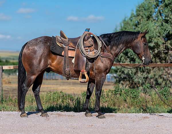 all-around-quarter-horse