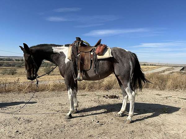 all-around-paint-horse