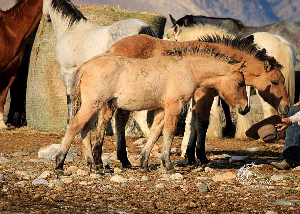 athletic-fjord-horse