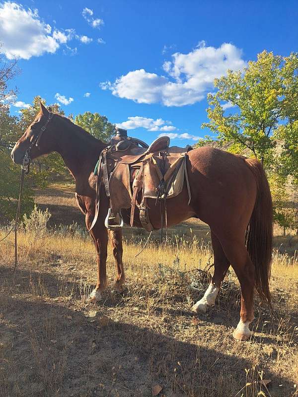 all-around-quarter-horse