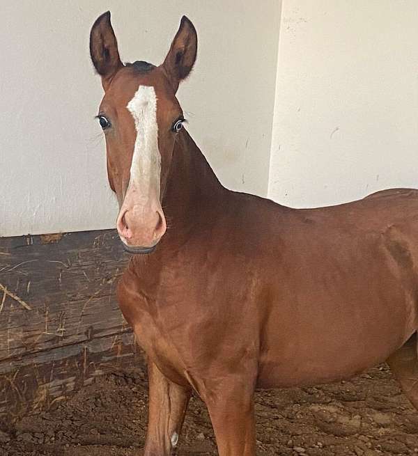 dressagehorse-lusitano-horse