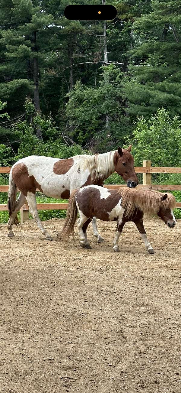 chestnut-overo-white-pony