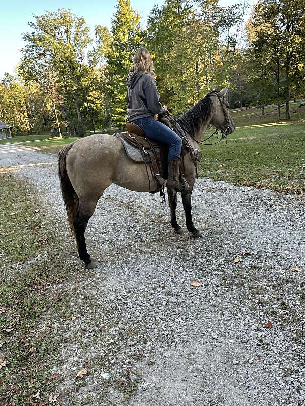 barrel-quarter-horse