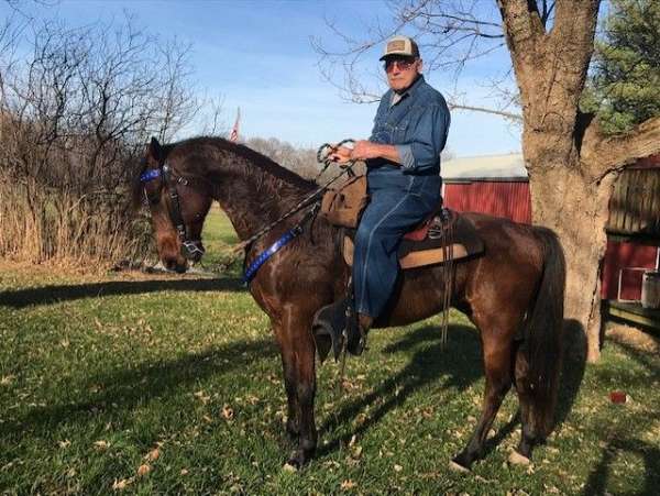 bay-black-racking-standardbred-gelding