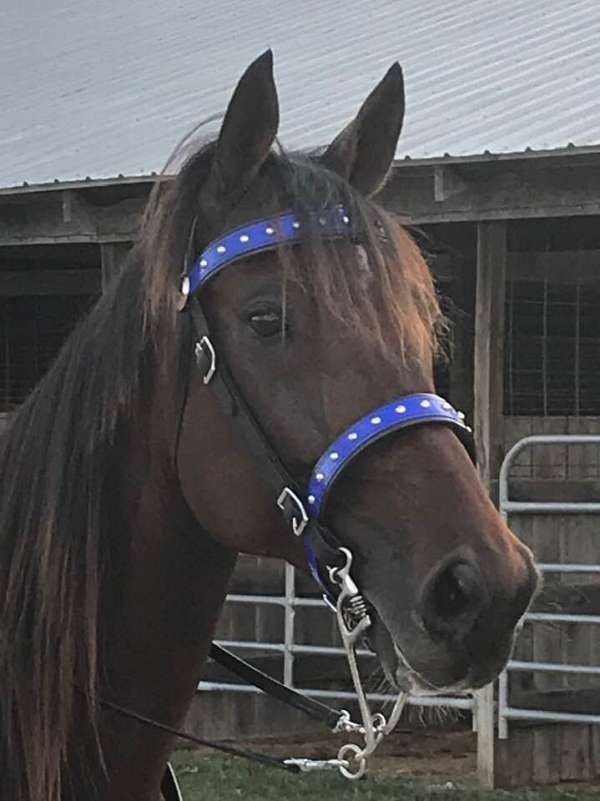 bay-black-racking-standardbred-for-sale