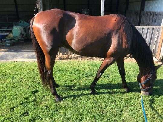 bay-black-racking-standardbred-horse