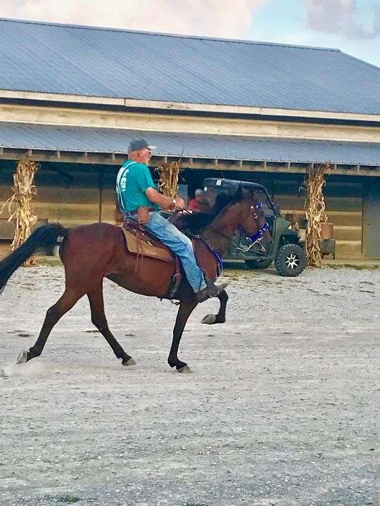 bay-black-racking-standardbred