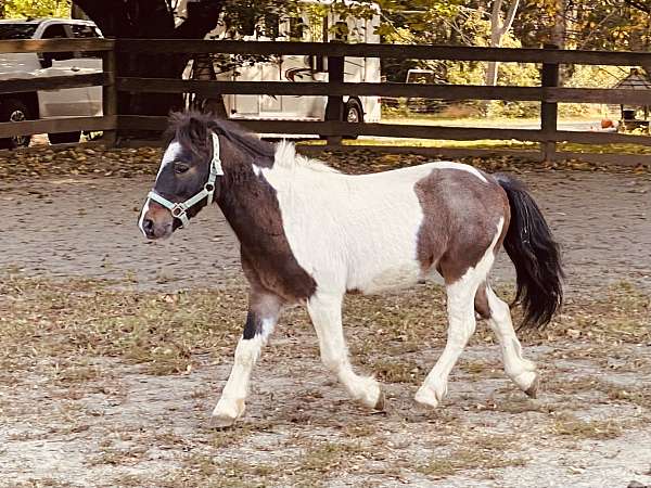 black-overo-companion-driving-pony