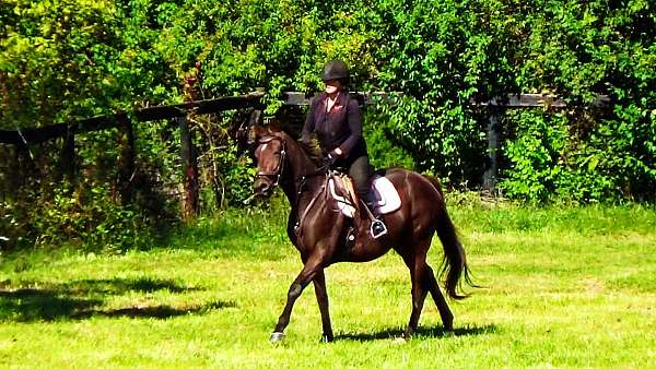 ottbs-for-sale-thoroughbred-horse