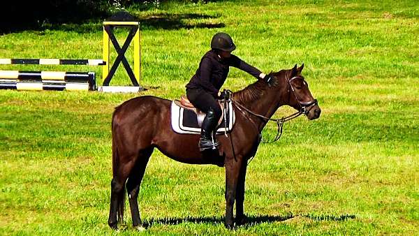 eventing-horses-for-sale-thoroughbred