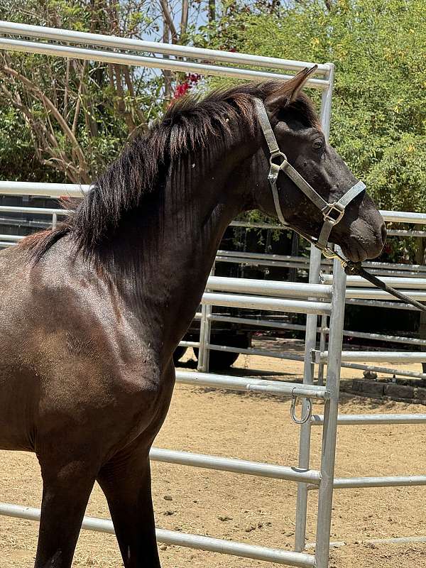 andalusian-horse-for-sale