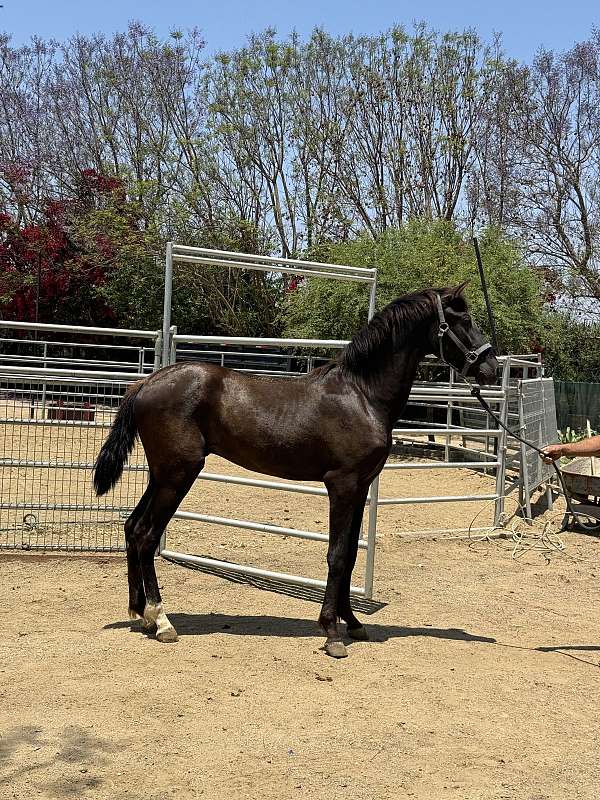 andalusian-horse