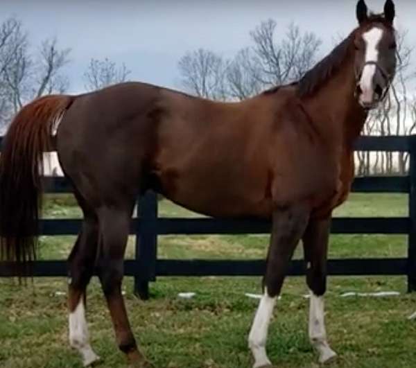 chestnut-ranch-versa-horse