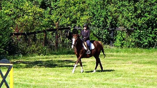 ranch-versa-thoroughbred-horse