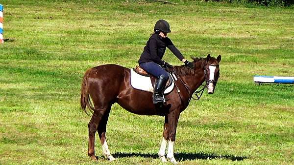 ottbs-for-sale-thoroughbred-horse